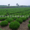 龍柏球基地直銷工程綠化苗木市政園林植物高速行道專用龍柏球