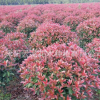紅葉石楠球批發(fā)園林道路綠籬色塊綠化苗木高桿紅葉石楠苗