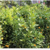 花木之鄉(xiāng)黃巖蜜橘 無核蜜橘優(yōu)質橘樹果樹苗木 園林綠化 工程景觀