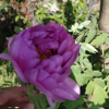 花木之鄉(xiāng)牡丹花苗牡丹花盆栽園藝牡丹 已經(jīng)開花 室內(nèi)庭院盆栽綠植
