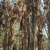 花木之鄉(xiāng) 板栗苗批發(fā) 遷西板栗 成活率高 價格規(guī)格不一旺旺商議