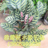 孔雀竹芋批發(fā) 可盆栽 量大優(yōu)惠 室內(nèi)植物 凈化空氣 室內(nèi)盆栽銷售