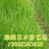 野牛草價格 野牛草種子批發(fā) 高發(fā)芽率 草坪種子銷售 量大優(yōu)惠