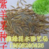 草坪種子批發(fā) 紫羊茅草坪種銷售 發(fā)芽率高 紫羊茅種子