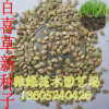 草坪種子 百喜草種子批發(fā) 濕地綠化帶草坪種子銷售 百喜草種子