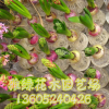 種球 水培植物 土培植物 多色風(fēng)信子 球根花卉 包成活