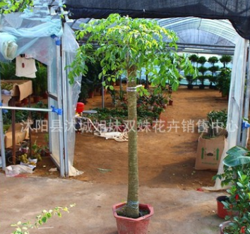 批發大型幸福樹 平安樹 ，室內盆栽 ，凈化空氣，吸甲醛，