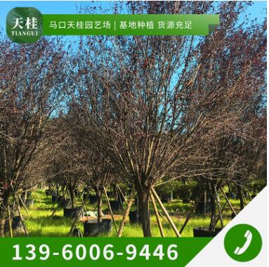 福建紫葉李樹(shù)苗批發(fā) | 園林綠化工程苗木基地直銷(xiāo)