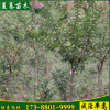 熱銷紅花紫薇樹規(guī)格齊全當(dāng)年開花紅花紫薇樹苗紫薇樹