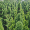 松柏樹苗批發(fā)盆栽植物塔柏蜀檜 四季常青規(guī)格齊全 園林綠化
