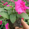 基地熱銷 優質矮牽牛 顏色鮮艷 種類多 矮牽?；ǖ蛢r批發