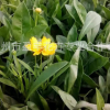 批發 草花花卉種子 大花金雞菊 重瓣金雞菊 基地直批 低價