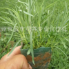 低價批發(fā)石竹 地被石竹 青州宿根花卉 盆栽 基地直銷 量大從優(yōu)
