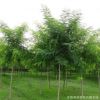 工程綠化苗木批發(fā) 速生國(guó)槐苗 規(guī)格齊全 國(guó)槐樹(shù)苗
