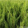 山東基地批發(fā)龍柏苗 綠化工程綠籬植物龍柏球 四季長(zhǎng)青 量大從優(yōu)