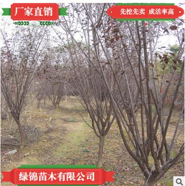 榆葉梅3公分 規(guī)格齊全量大優(yōu)惠榆葉梅叢生獨(dú)桿廠家直銷