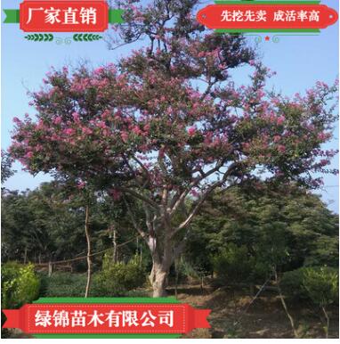 百日紅樹苗 品種優(yōu)質(zhì)工程綠化用百日紅樹苗