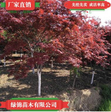 基地直銷批發(fā)日本紅楓 四季紅楓樹苗品種純正規(guī)格齊全