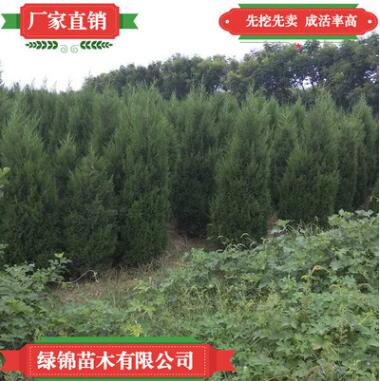 優(yōu)質(zhì)蜀檜 看圃起貨量大價(jià)優(yōu) 蜀檜苗高成活蜀檜