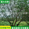 基地苗木果樹供應叢生香泡 柚子樹全冠香泡樹 庭院觀景樹批發