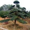 出售2-7米造型羅漢松 苗圃基地直供 價格實惠 冠幅飽滿 樹形美