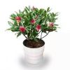 基地直銷瑞香花卉綠植盆栽去甲醛客廳觀花植物當(dāng)年開花室內(nèi)綠植苗