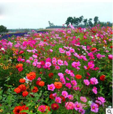 各類菊花種子2-2 草花組合種子野花組合各種菊花種子量大從優(yōu)