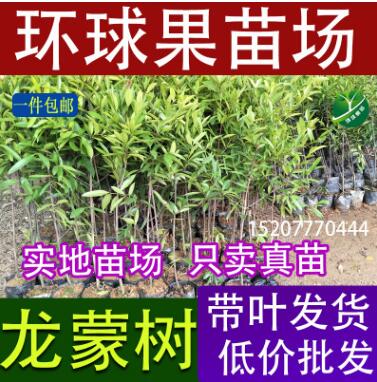 供應(yīng)龍蒙果樹(shù)苗 黏牙木 四季常綠不掉 葉嶺南山竹子樹(shù)