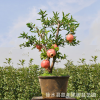河北盆栽果樹價(jià)格 北方盆栽果樹石榴 室內(nèi)盆栽綠植 石榴樹樁盆景