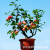 熱銷微型盆栽 家居盆栽植物盆栽蘋果 陽臺(tái)果樹 室內(nèi)外