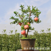 室內(nèi)植物果樹盆栽 生態(tài)園果樹盆景石榴