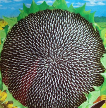 食用向日葵種子 花盤極大 四季可播易種 陽臺(tái)盆栽 容易植物