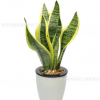 金邊虎皮蘭 吸甲醛 多肉植物防輻射室內(nèi)花卉綠植 盆栽高矮虎尾蘭
