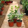 批發(fā)供應(yīng)盆栽白色茉莉花苗木 盆栽植物芳香四溢 庭院觀賞盆栽
