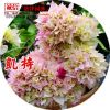批發(fā)三角梅小苗攀援梅花 庭院觀花紅色紫色綠色植物 三角梅