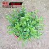 批發(fā)滿天星盆栽 草本花卉 滿天星植物盆栽