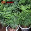 室內(nèi)桌面盆栽批發(fā) 文竹盆栽 電腦防輻射植物 凈化空氣 四季常青