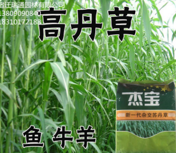 蘇丹草種子高丹草魚草籽種子喂魚豬牛羊雞鴨的草高產(chǎn)蘇丹草牧草籽