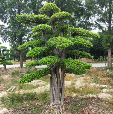 長沙錦森苗圃 廠家直銷 榔榆 規(guī)格齊全 量大價優(yōu) 貨源充足 批發(fā)