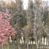 供應(yīng)紅楓樹苗 綠化工程苗切桿紅楓樹價格 易成活 量大優(yōu)惠