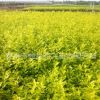 供應景觀綠化苗木金葉女貞園林綠化用小金葉女貞苗常綠灌木批發