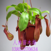 批發(fā) 食蟲植物 豬籠草 室內(nèi)盆栽花卉 吊蘭 家庭盆栽