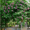 批發 爬藤植物 薔薇 紅花薔薇 無刺薔薇 爬墻薔薇 爬墻梅