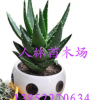 批發供應迷你盆栽植物 不夜城蘆薈 多肉植物 美容護膚 室內盆栽