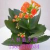 室內桌面花卉植物 盆栽重瓣【長壽花】 庭院 盆栽觀花植物,花期長
