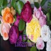 歐月，歐洲月季.藤本月季 薔薇.庭院爬藤，循環開花.品種齊全