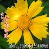 大花金雞菊 草本花卉種子 金雞菊種子 觀賞植物 園藝花卉