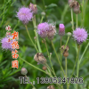 草花種子 藿香種子 中藥材種子 種子批發(fā) 廠家直銷批發(fā)