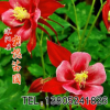 批發(fā)優(yōu)質(zhì)草本花卉種子 大小花耬斗菜種子 觀賞植物 園藝花卉