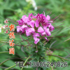 批發(fā)草花種子 優(yōu)質(zhì)醉蝶花種子 品種齊全 歡迎選購 醉蝶花種